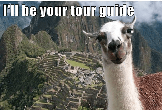 I'll be your tour guide - Animal Comedy - Animal Comedy, funny animals,  animal gifs